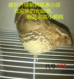 鹌鹑鸟鹌鹑活体鸟笼饲养活体宠物28省市县乡包活（另承接新鸟预约