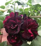 垂吊天竺葵黑玫瑰成品大苗，98包邮。