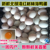 广西北部湾红树林 海鸭蛋新鲜一周内产青色壳白色壳10个包邮