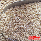 东北五常小麦米 有机小麦仁 农家大米 养生米大麦粒 大麦米