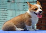 赛级血统纯种柯基犬幼犬出售 北京家养包送货威尔士名犬宠物狗狗