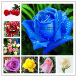 玫瑰【蓝色妖姬】当年开花阳台玫瑰花苗四季播盆栽地栽易种