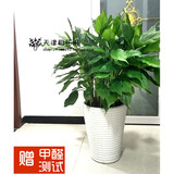天津同城配送四季常青万年青花卉绿植桌面盆栽办公室净化空气