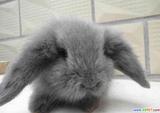 自家养殖宠物兔活体纯种量大更优惠垂耳兔狮子兔道奇兔包