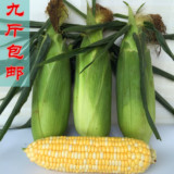 云南特产新鲜水果玉米 现摘甜玉米新鲜玉米棒农家绿色食品9斤包邮