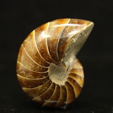 马达加斯加 玉化鹦鹉螺化石 动物化石 菊石diy饰品矿物化石收藏23