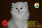 宠物猫活体金吉拉幼猫 波斯猫长毛猫银渐层金吉拉 包健康