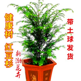 正宗南方红豆杉树苗健康树苗50-1.2M高易养护红豆杉盆景盆栽植物