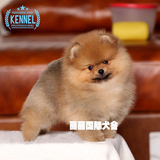 哈多利球体纯种黄博美幼犬狗狗出售 漂亮的俊介犬包健康的茶杯犬