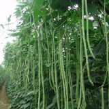 特长豇豆王春夏秋播豇豆种子无架豆长豆豆角蔬菜种子最长达0.8米