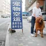 上海浦东 活体宠物狗狗猫咪兔子航空运托运汽运输代办  5kg260