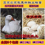 鹅蛋新鲜农家愿生态散养鹅蛋有机营养土鹅蛋孕妇去胎毒处子草鹅蛋