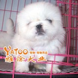 十年老店-纯种的京巴犬宠物狗狗幼犬北京犬不纯包退-支持支付宝母