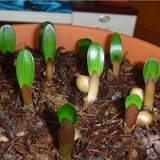 君子兰种子圆头和尚绿植盆栽种子君子兰花种子室内家庭植四季播种