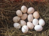 东北农村土鸡蛋笨鸡蛋草鸡蛋生态鸡蛋滋补孕妇营养绿色鸡蛋散养