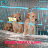 上海出售赛级血统金毛犬幼犬出售狗家养 纯种 金毛 幼犬 出售?3