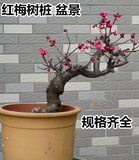 红梅绿梅盆景树桩盆栽 室内盆景红梅梅花树苗 冬天不死开花植