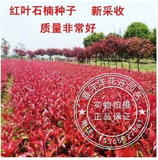 优质 红叶石楠种子 红罗宾 种植技术 批发 包发芽