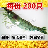 每份200只 黑壳虾 除藻虾 工具虾 米虾 包邮 龙鱼鳄龟活体饲料虾