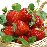 草莓种子花卉种子蔬菜水果四季套餐阳台室内盆栽春季种家种200粒