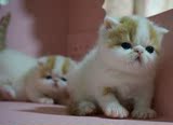 纯种黄色幼猫加菲猫 异短宠物猫红虎斑加菲猫宝宝异国短毛猫
