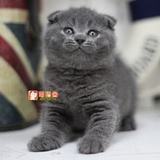 【萌猫舍】宠物猫咪活体 苏格兰折耳英短蓝猫 可爱弟弟