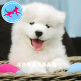 真正纯种的萨摩耶幼犬狗狗出售 西伯利亚雪橇犬包健康包纯种