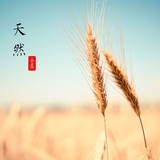 天然麦穗干花花束小麦穗拍照道具拍摄拍照背景真大麦子杂粮摆件