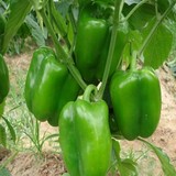 农家自种新鲜蔬菜有机青椒 菜椒 薄皮青椒 虎皮辣椒 500克
