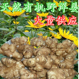 5斤野生新鲜洋姜鲜包邮 菊芋鬼子姜绿色蔬菜双向调节血糖可做种子