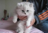 【阿强家养名猫】家养纯种的金吉拉猫咪幼猫-- 活泼可爱