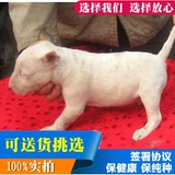 赛级纯种牛头梗犬幼犬出售 标准迷你海盗眼纯白宠物狗家养活体31