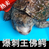 爆刺王佛鳄（原种纯佛苗）鳄鱼龟 黄壳小鳄龟 乌龟活体 纯佛鳄龟