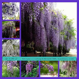 新品盆栽紫藤花种子高档爬藤植物花卉种子多花紫藤花苗花卉种子