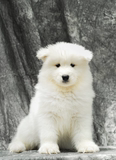 重庆纯种萨摩耶幼犬出售 雪橇犬狗狗 微笑天使 重庆包邮dg