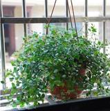 吊兰 庭院 办公室/室内绿色植物盆栽 千叶吊兰 吸甲醛 净化空气