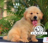纯种血统金毛犬幼犬 出售赛级金毛寻巡回犬家养宠物宠物狗 可送货
