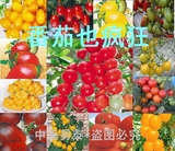 水果蔬菜10种番茄种子圣女果种子小西红柿种子套餐组合包邮送肥料