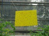 粘虫板 环保防虫 挡萤板 诱杀小飞虫 生物杀虫 诱萤板黄板