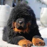纯种铁包金藏獒犬狮头藏獒幼犬 北京客户可上门挑选