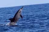 毛里求斯霁龍汇旅游地接一日看海豚大浪湾天涯海角自然桥蓝湾