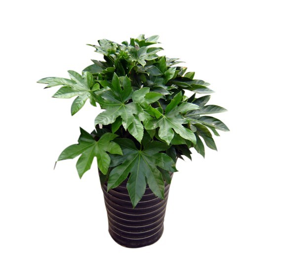 耐阴花卉室内盆栽绿植盆景*八角金盘 吸尘 防辐射 净化空气