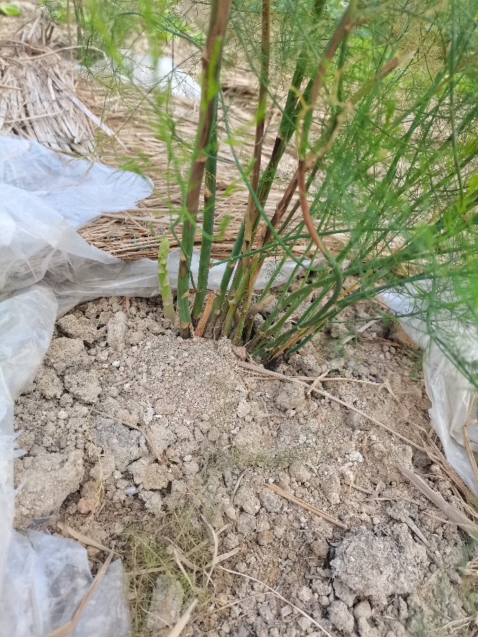 芦笋种子菜盆栽农家春季蔬菜种籽四季芦笋苗根紫色夏秋冬季菜孑 禾