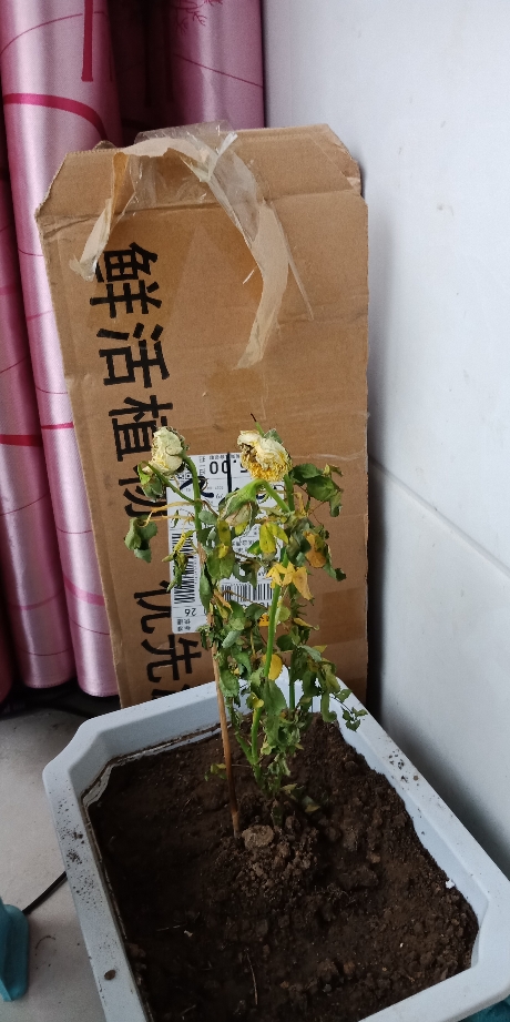 玫瑰花盆栽带花苞月季花苗大花四季开花不断庭院阳台绿植花卉