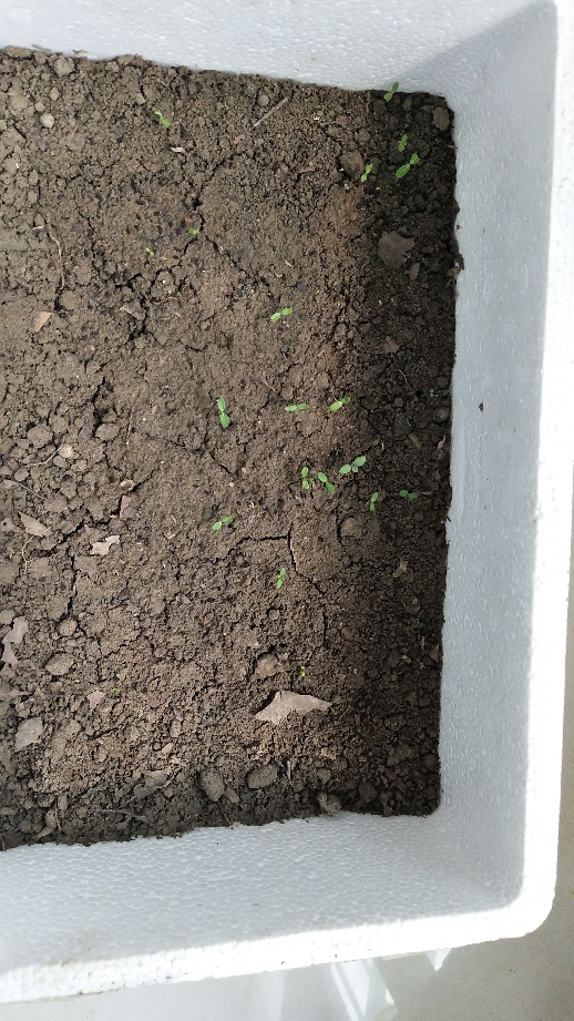 长春花种子日日春四季开花耐热耐旱易种活室内阳台盆栽庭院花种籽