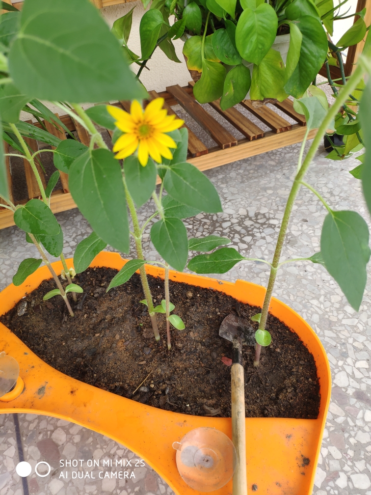 矮向日葵种子观赏食用阳台庭院四季易种开花盆栽学生作业花种孑籽