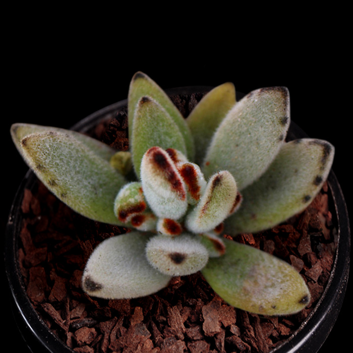 黑兔耳朵多肉植物巧克力兔子办公室盆栽室内绿植花卉好养多肉防辐