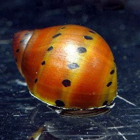 洋葱螺 西瓜螺 淡水观赏除藻刮藻刷水草缸