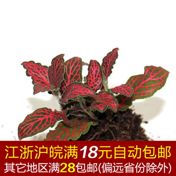 Red big flame mesh grass hydroponic moss microscape DIY background mini plant small potted plant