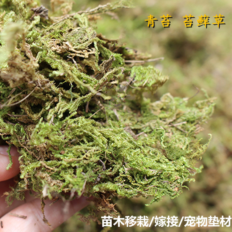 Dry moss Orchid stone seedling seedlings grafted water grass moss climbing pet turtle moisturizing transport hibernating mats